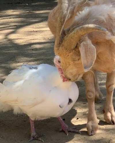 Gus the goat and Sun the turkey have been best friends for years. They stand next to each other like this and gently communicate for hours each day. (From The Gentle Barn Sanctuary)