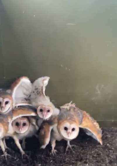 These barn owls putting on a threat display when a man finds them nesting in his shed