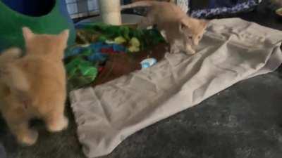 My Rescue Kittens are Tiny Yet Mighty