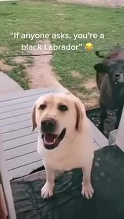 cute innocent dog invites friend over