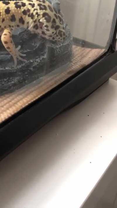 Inspiration and reminder for all of you today from kiwi the gecko - keep trying, don’t give up! You can do this.