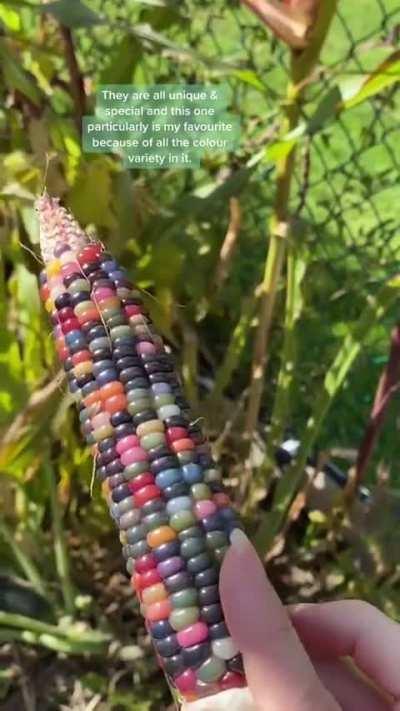 Gem glass corn 🌽💎