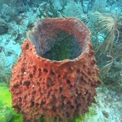 Ocean sponges are multi-cellular animals that eat by filter-feeding. How powerful are their filters? With the help of non-toxic fluorescein dye, we can see how highly effective ocean sponges are as filters of ocean water.