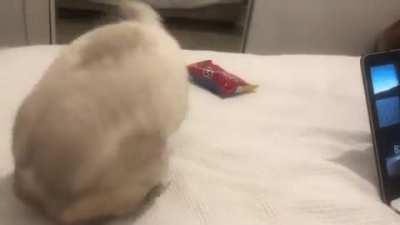 He’s been doing this for 20 mins whilst honking 😂