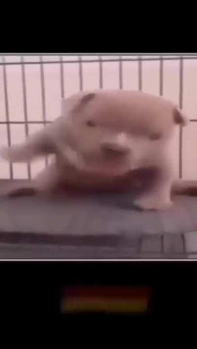 🙋‍♂️🇩🇪