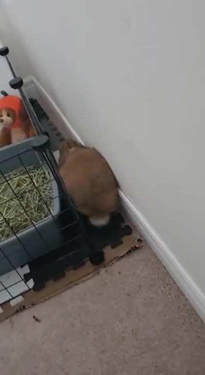 Coco always hangs out in the oddest places