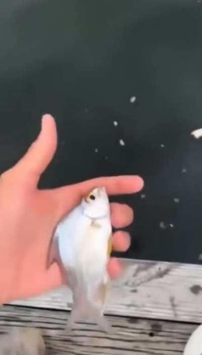 Finding Nemo II: Electric Fishaloo