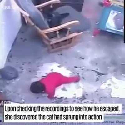 Cat blocks and prevents a baby from crawling to a fatal fall down some stairs