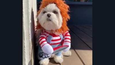 When by nature you are a beast, in the flesh ... A seasoned predator!