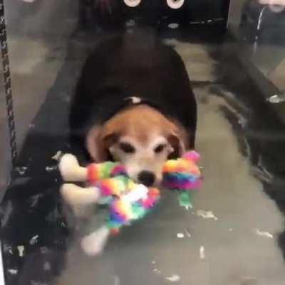 rescue chonk has his very own support toy while he exercises