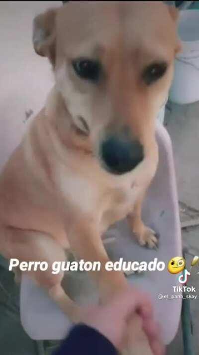 El perro guaton educado 🧐