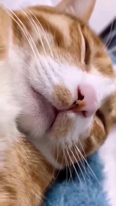Cat talking in sleep