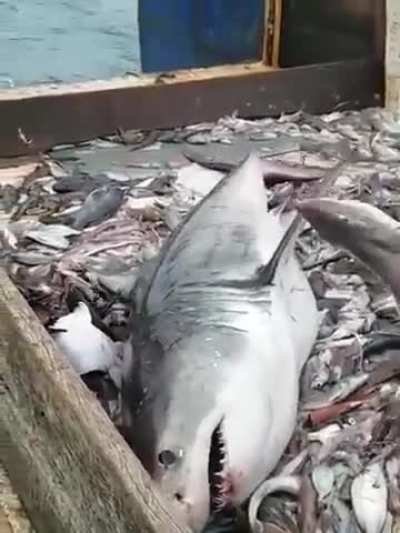 Fishermen accidentally catches a great white shark & then releases it back into the water