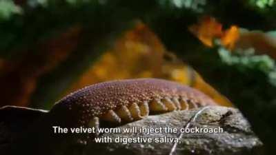 🔥 Velvet worm hunting a cockroach