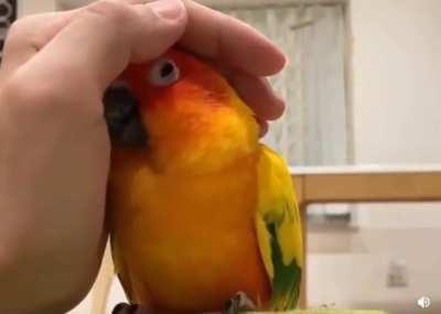 That moment it realises it's a friend and not a foe