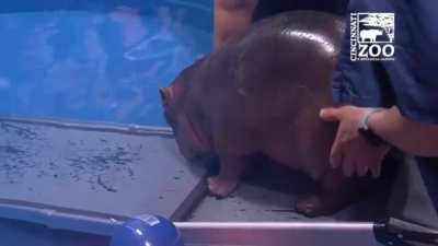 Baby Hippo learns how to use a ramp to get into her pool