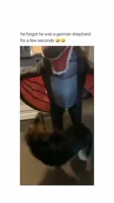 HMC while surprising the dog