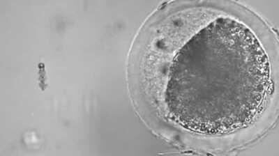 A nanobot performs artificial insemination on an egg