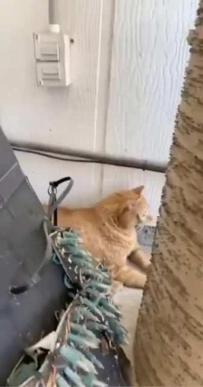 His eyes are social distancing.