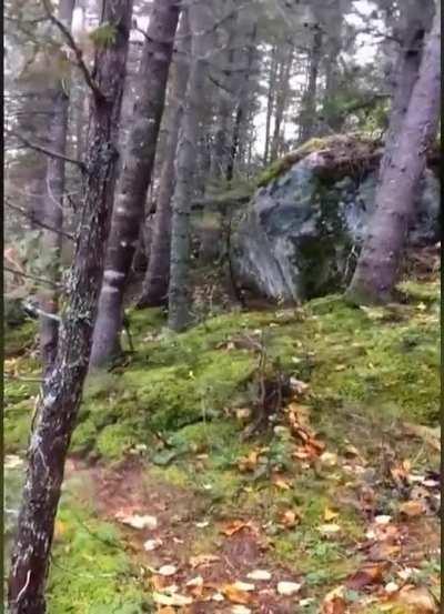 Intense Winds Cause Quebec Forest To Breathe