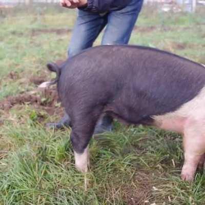 Straightening a pigs tail