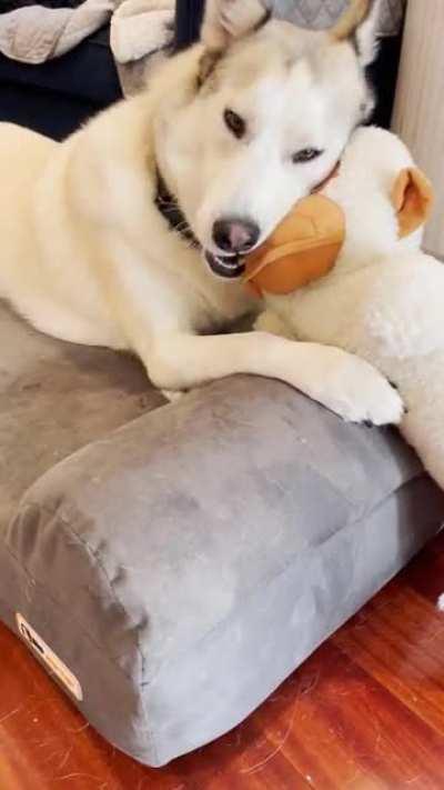 Come join the official Discord server of r/husky where you can interact with Husky lovers and we are planning on for many events in future!