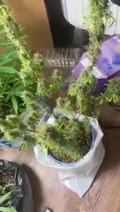 Malawi Gold 7 Weeks Flowering