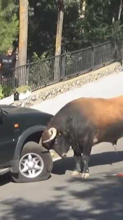 I see your 500 horsepower and raise you 1 bull