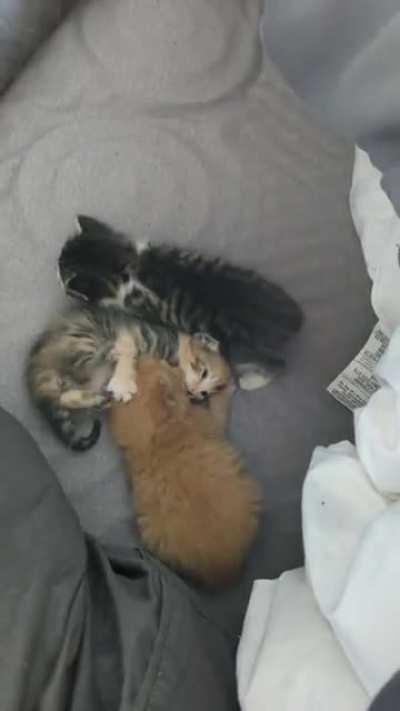 brutal cat fight warning: graphic content