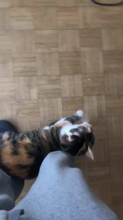 Everytime she comes back from outside she yells at me until I pick her up