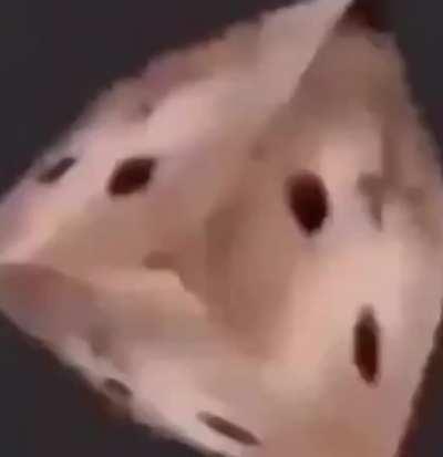 cat cube??? 😳😳