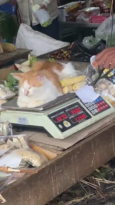 A single brain cell thinks this is the right place to sleep