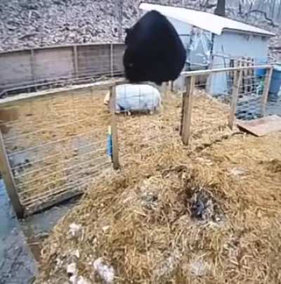 The bear went to the pigsty to slaughter, but he didn't know that pigs were not gentle