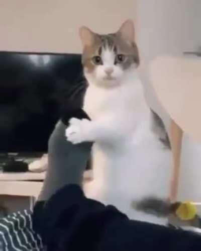 Mr. Whiskers will be your personal trainer.