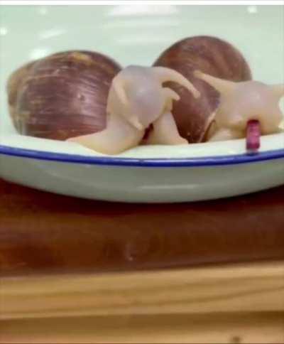 Thanks, I hate snail eating beetroot