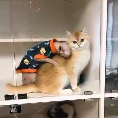 The Sphinx wants to take the soul from the cat