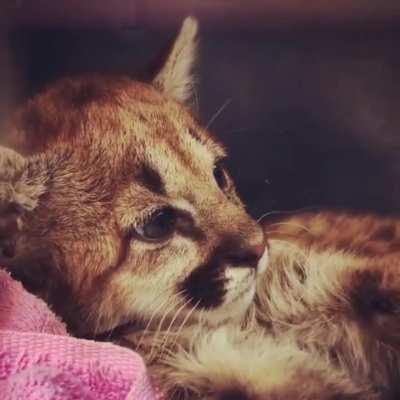 This little mountain lion cub is doing much better now since his arrival at a rescue center in Arizona this past weekend. He is walking, drinking, and eating regularly!