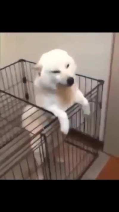 Did you know dog and owner personalities often mirror each other?