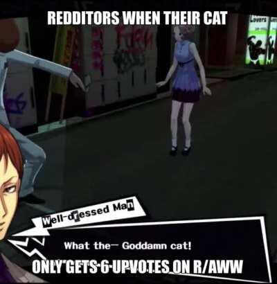 stupid cringe idioot cat 🤬😡🤬