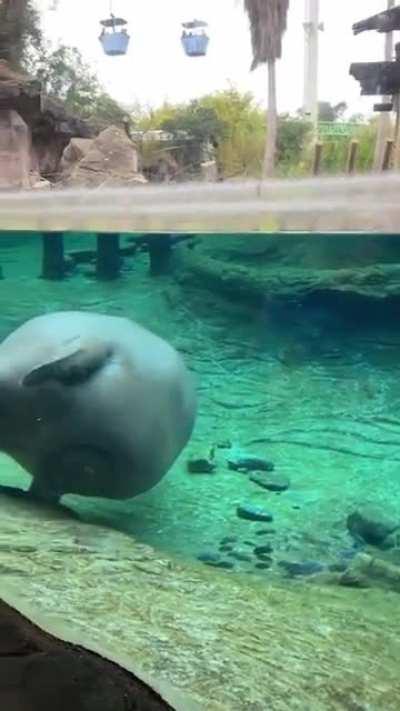 Anyone have any good stocking ideas? Currently just hosting this hippo and some fish my friend gave me.