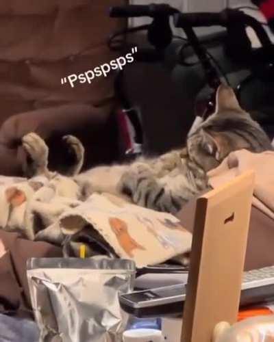 Cat be like: What?! Not now! You know dank well my fav show is on!