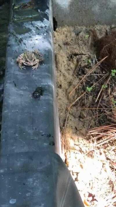 🔥 Frog tasted the beetle but did not eat it, rather leaves it and slaps it 🔥