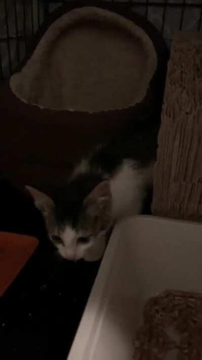 My sister having a conversation with one of our foster babies