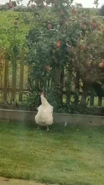 Applebirb