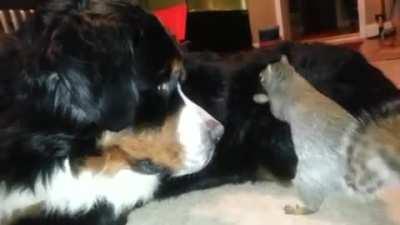 The dog's expression make it all the better..