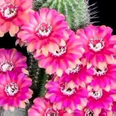 flowers should not move at this pace