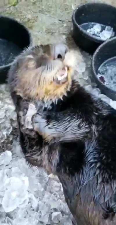 Crunch crunch boop boop