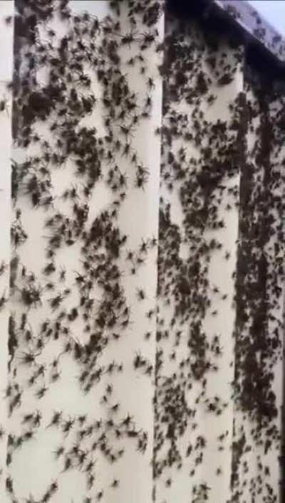 Amount of spiders in this backyard due flooding in Australia