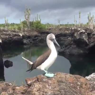 🔥 A Blue-footed Booby proudly showing off their very impressive feet 🔥