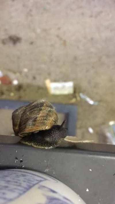 Time lapse of a Snail eating a piece of card that I gave it.